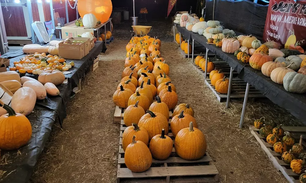Family Fall Fun with Maze Hayrides and Pumpkin Picking for Families