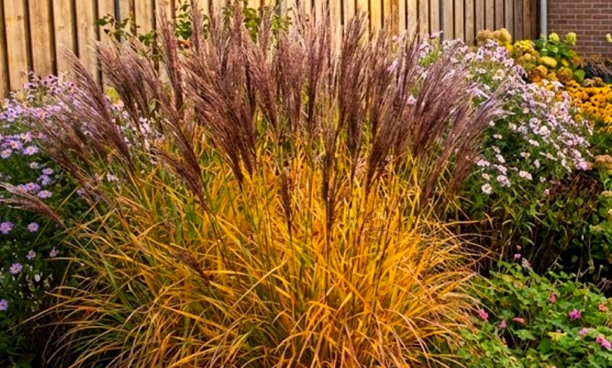 Image 6: Ensemble de plantes de bordure NatureNest Isa