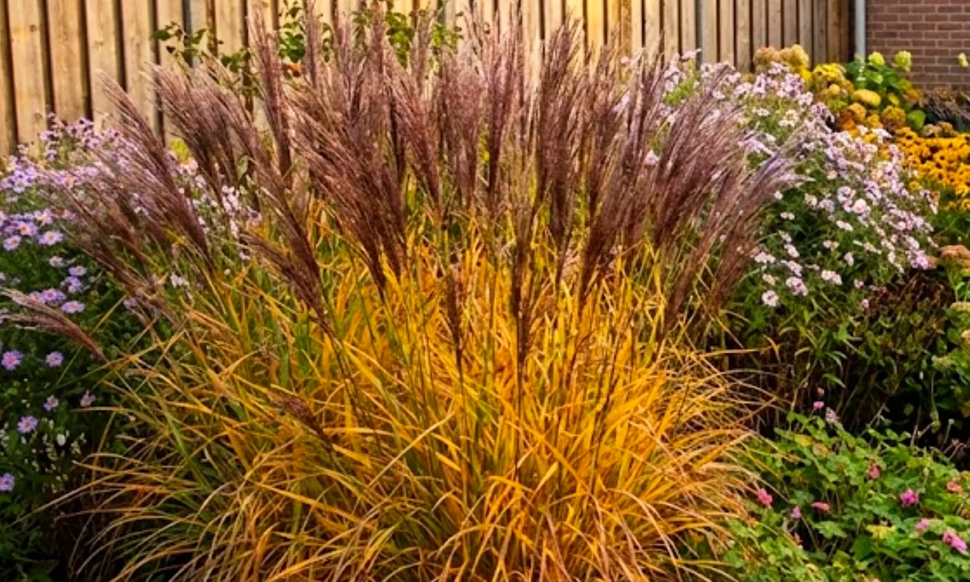 NatureNest borderplantenpakket Isa