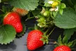 Summer Strawberry Harvest Collection - Image 3