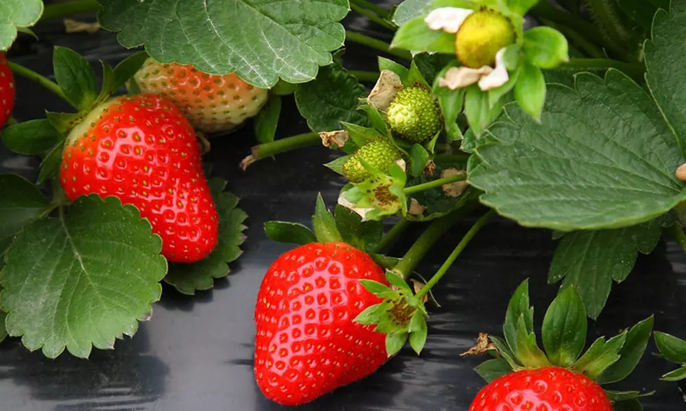 Summer Strawberry Harvest Collection