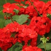 Image 1: Geranium 'Fire Queen' Garden-Ready Plants