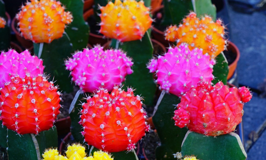 Image 3: Coloured Cactus Plant