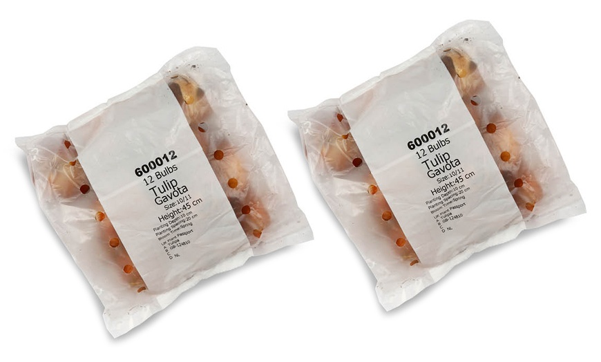 Image 5: 12 or 24 Tulip Gavota Spring Flowering Bulbs