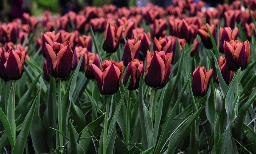 Image 6: Deep and Dark Mixed Tulip Bulbs