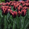 Image 6: Deep and Dark Mixed Tulip Bulbs