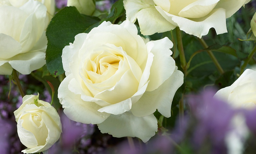 Image 3: Five Hybrid Tea Rose Bushes