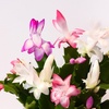 Image 3: Christmas Cactus Tricolor