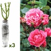 Image 3: Set rose Polyantha