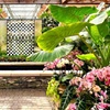 Image 5: Admission to Atlanta Botanical Garden – Midtown Urban Oasis