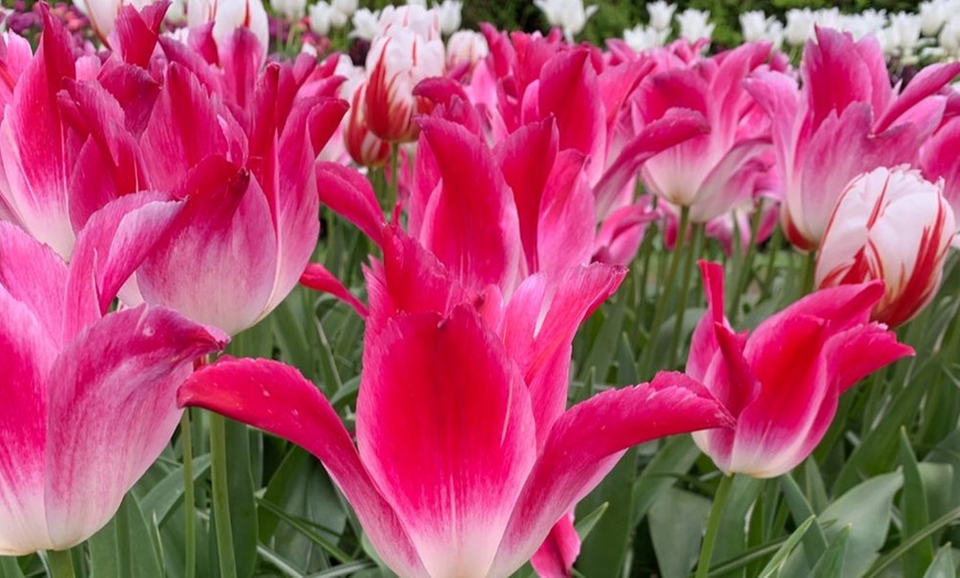 Image 11: 32 Tulip Bulbs – Vibrant Colour Changing Variety