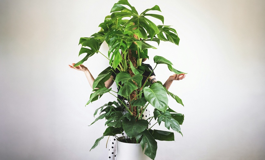 Image 1:  Monstera Deliciosa plant