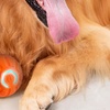 Image 5: Vibrating Ball For Pet
