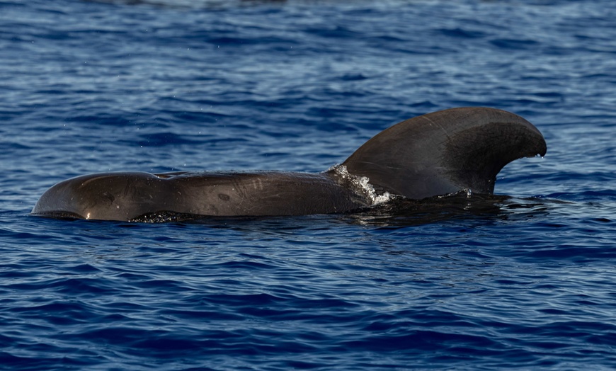 Image 5:  Dolphin and Whale Watch Tour on the Kona Coast