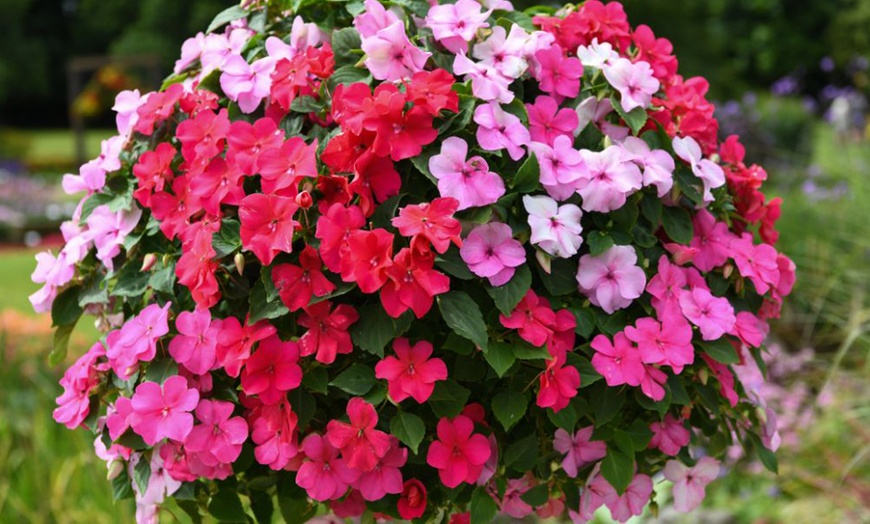 Image 3: Mixed Summer Flowering Busy Lizzie Plants