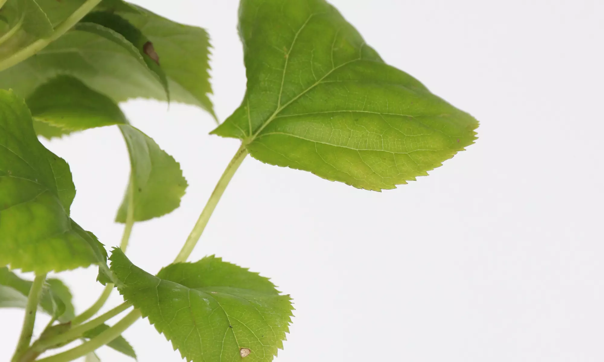 2er-Set Kletter-Hortensie