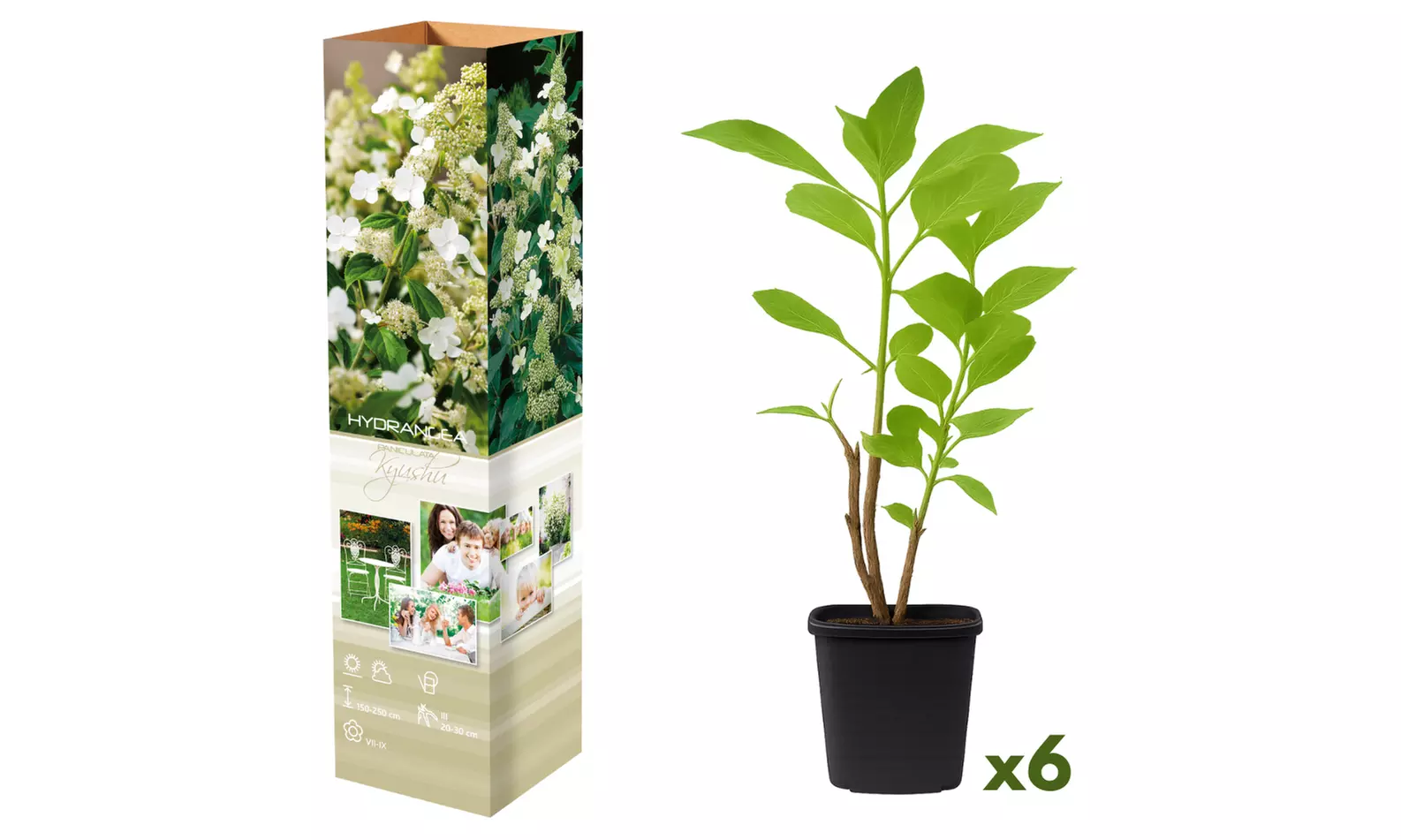 3x oder 6x Hortensien