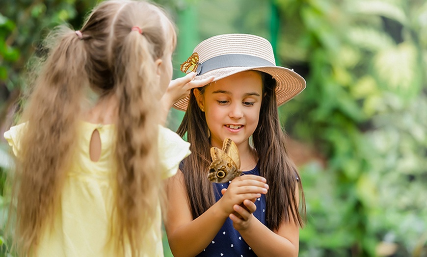 Image 9: Discover Vibrant Colors w/ Dubai Butterfly Garden Pass:1, 2,/ 4 Adults