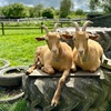 Image 2: Entry to Totnes Rare Breeds Farm with Summer Availability
