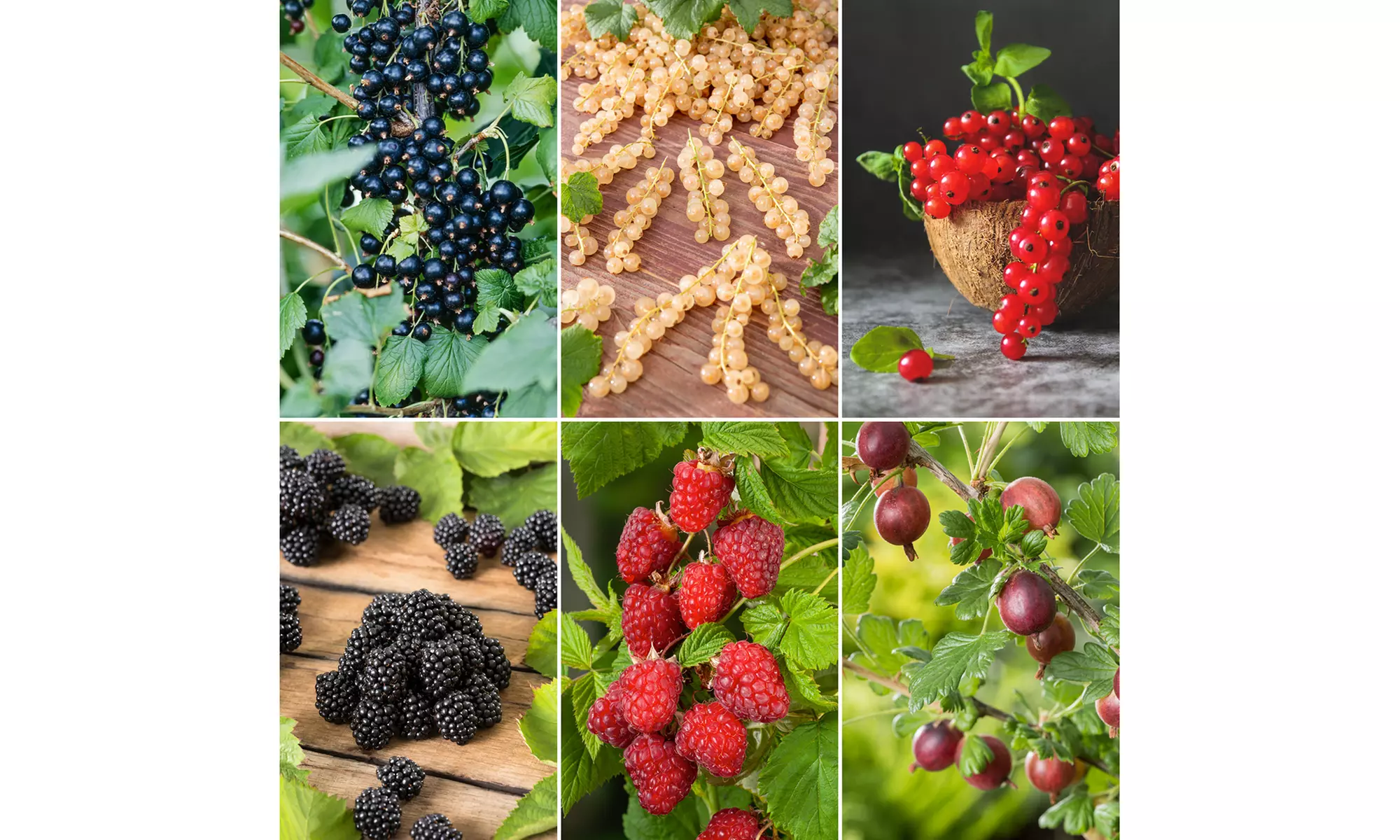 Mix van 4 of 8 diverse bessenstruiken