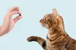 CBD Cat Treats - Seafood Flavor - 300mg Full Spectrum CBD from Happy Hemp - Second Medium