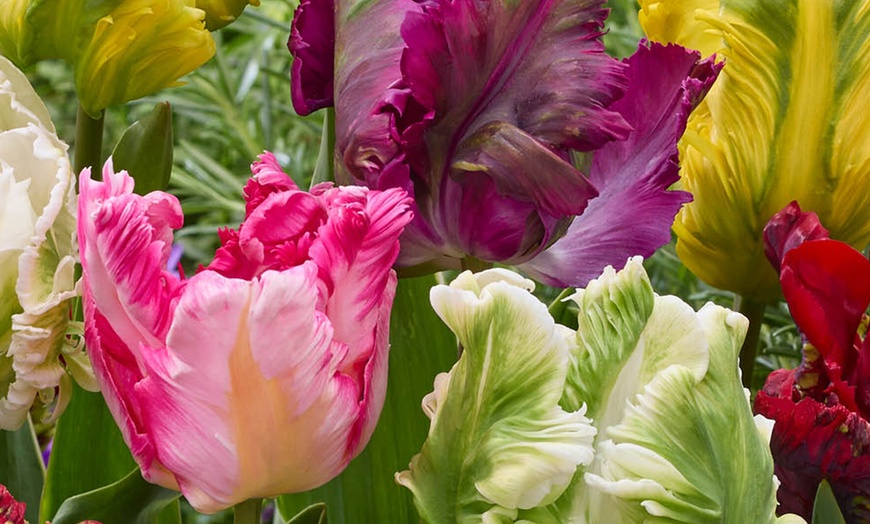 Image 2: 15 or 30 Tulip 'Parrot' Mixed Spring Flowering Bulbs