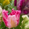 Image 2: 15 or 30 Tulip 'Parrot' Mixed Spring Flowering Bulbs