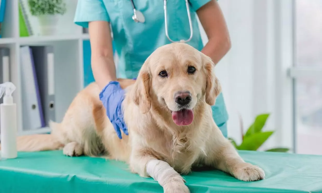 Pack vacunación perro y gato: rabia, primera cachorro y polivalente