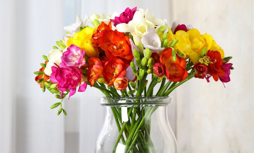 Image 5: Fragrant Freesia Double or Single - up to 200 bulbs
