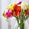 Image 5: Fragrant Freesia Double or Single - up to 200 bulbs
