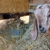 Image 10: Poznaj przyjazne zwierzęta: bilety rodzinne do Mini Zoo Uszate Ranczo