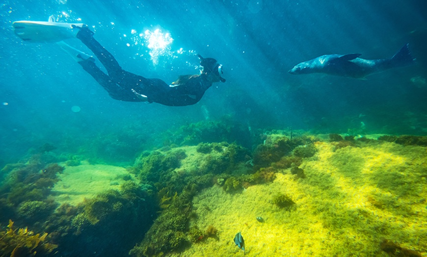 Image 1: 75-Minute or 2-Hour Kangaroo Island Coastal Safari Boat Tour