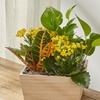 Image 3: Unique Live Plant Gifts FTD.com Same-Day Delivery Up to 55% Off