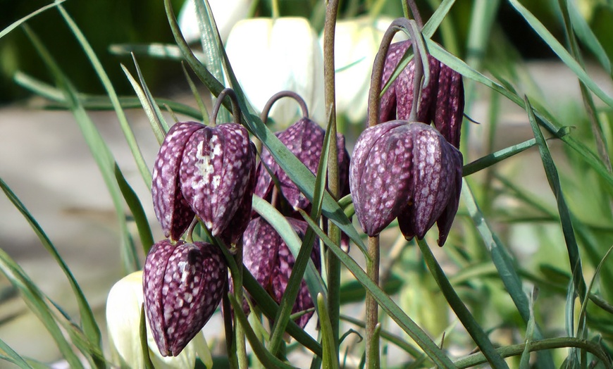 Image 4: 25 or 50 Fritillaria Meleagris Mixed Spring Flowering Bulbs