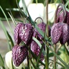 Image 4: 25 or 50 Fritillaria Meleagris Mixed Spring Flowering Bulbs