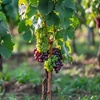 Image 1: Rootz Seedless Grapes: Vanessa, Nero, Himrod, and Mix
