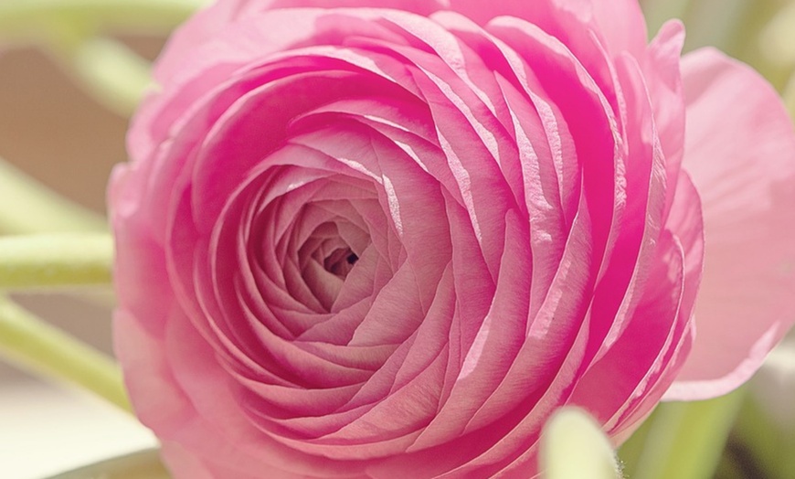 Image 3: Pack di 40 bulbi di Ranunculus "Pastello"