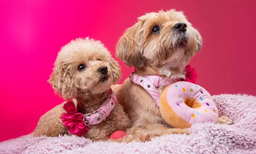 Image 1: Pet Multi Shoot: x2 10x8" Wall Blocks/x2 Digital Images & x1 Per Shoot