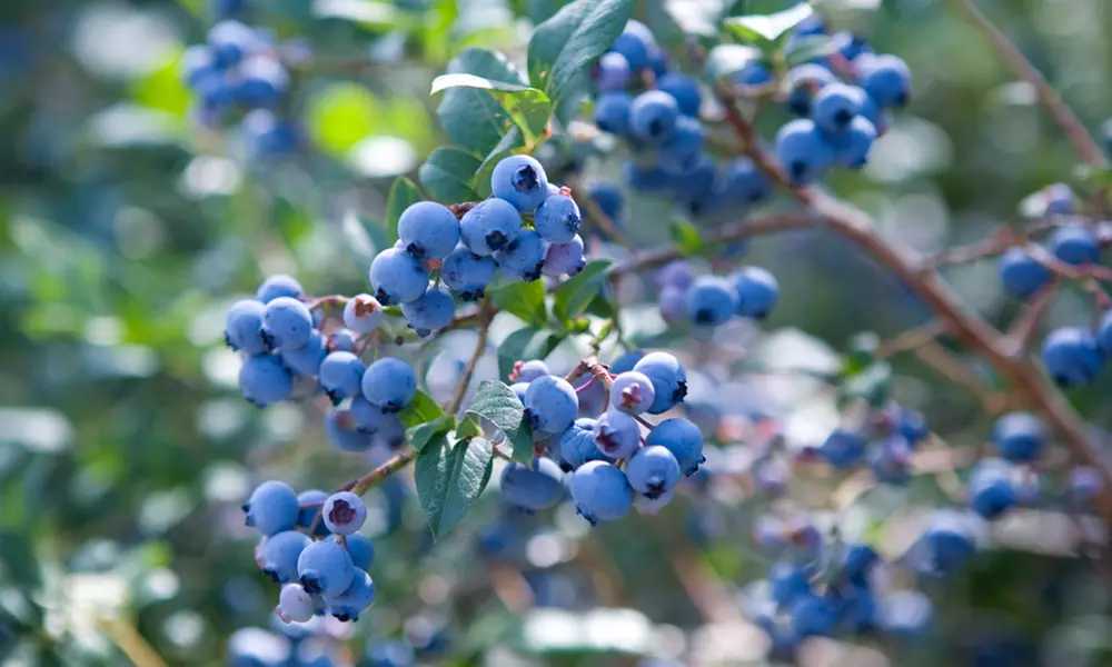 Blueberry All-Season Collection - Duke, Bluecrop and Elliot Potted Fruit Plants - Primary Image