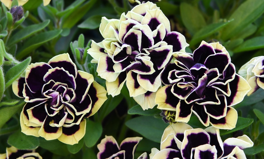 Image 3: 5 or 10 Petunia Mystical Midnight Gold Plants