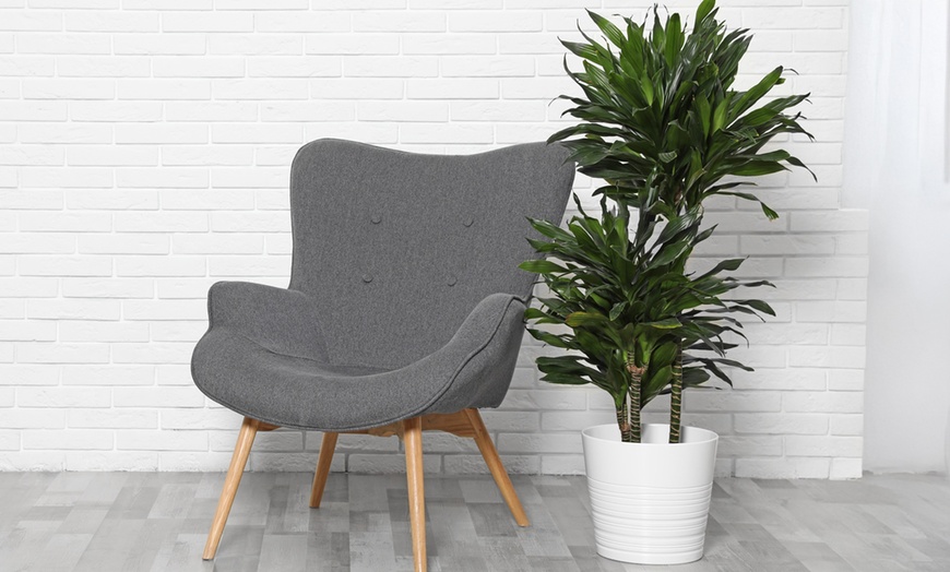 Image 1: Assortiment de 4 "Dragon Trees" de Gardenzo