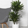 Image 1: Assortiment de 4 "Dragon Trees" de Gardenzo