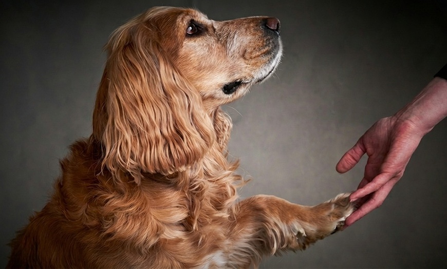 Image 5: Séance photo pro en studio avec accompagnement et mini-album