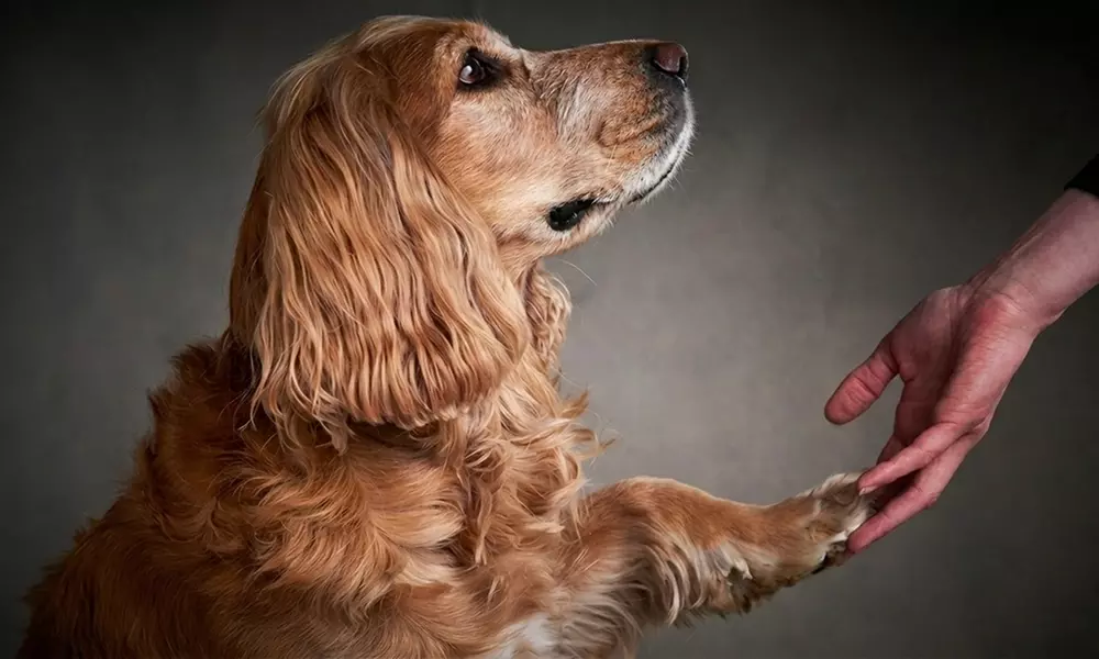 Séance photo pro en studio avec accompagnement et mini-album