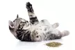 Electric Moving Fish Cat Toy Realistic Flopping Wagging Fish Cat Toy - Second Medium