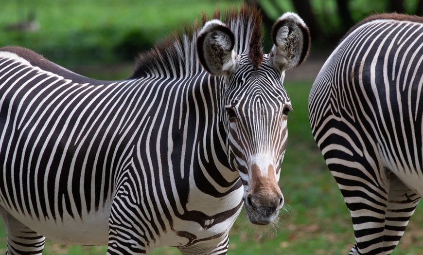 Image 6: Admission for One Child or Adult to Bronx Zoo