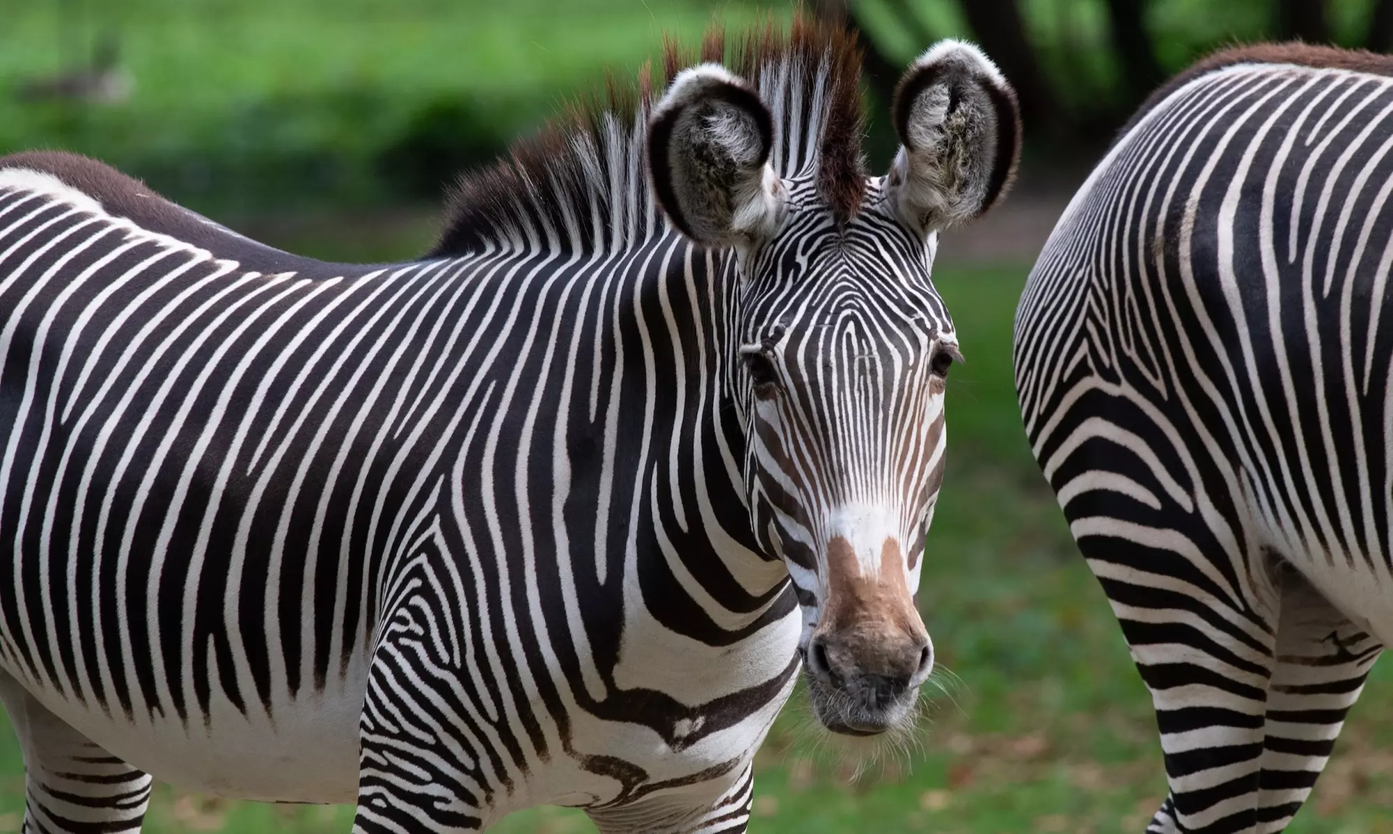 Admission for One Child or Adult to Bronx Zoo