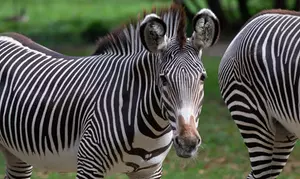 Admission for One Child or Adult to Bronx Zoo
