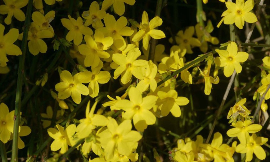 Image 7: Winter Hardy Shrubs - Cornus, Winter Jasmine - Sweet Box