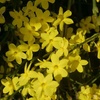Image 7: Winter Hardy Shrubs - Cornus, Winter Jasmine - Sweet Box